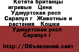 Котята британцы игривые › Цена ­ 800 - Удмуртская респ., Сарапул г. Животные и растения » Кошки   . Удмуртская респ.,Сарапул г.